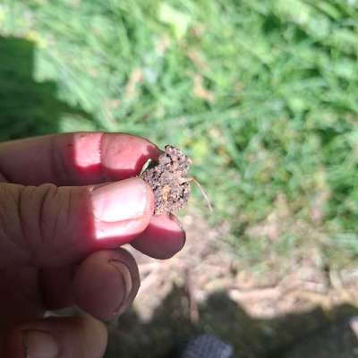 Giftköder-Mett mit Draht-Bild