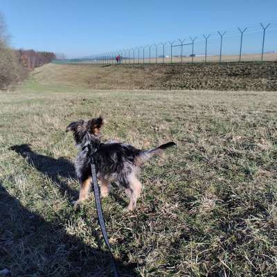 Hundetreffen-Sozial walk-Bild