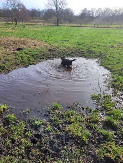 Hundetreffen-Labrador Gassi Runde am Jaberg-Bild