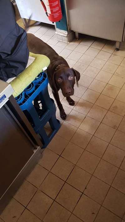 CHALLENGE NR. 19 - Der Hundeblick-Beitrag-Bild