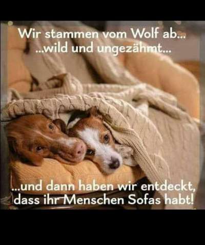 Hunde Memes-Beitrag-Bild