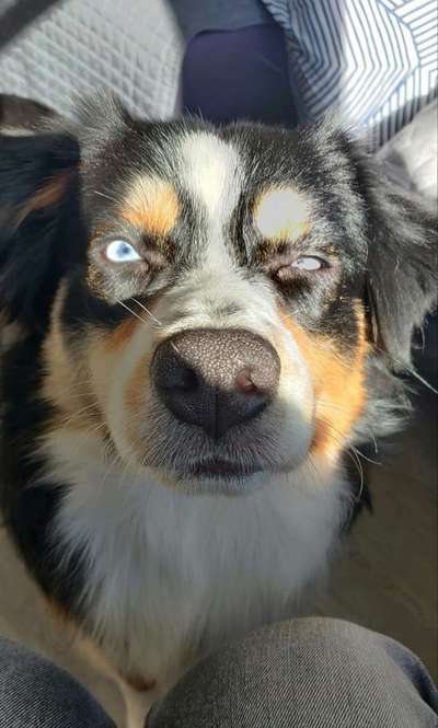 Zeigt her eure Hundenasen-Beitrag-Bild