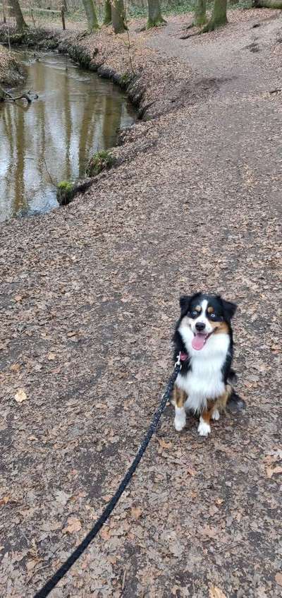 Aussies-Beitrag-Bild