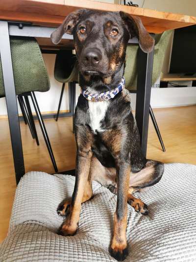 Hunde aus dem Tierschutz: Bulgarien-Beitrag-Bild