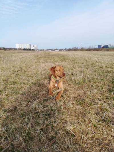 Louisiana Catahoula Leopard Dog-Beitrag-Bild