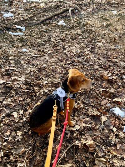 TierschutzhundeStammtisch🐕-Beitrag-Bild