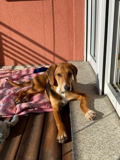 TierschutzhundeStammtisch🐕-Beitrag-Bild