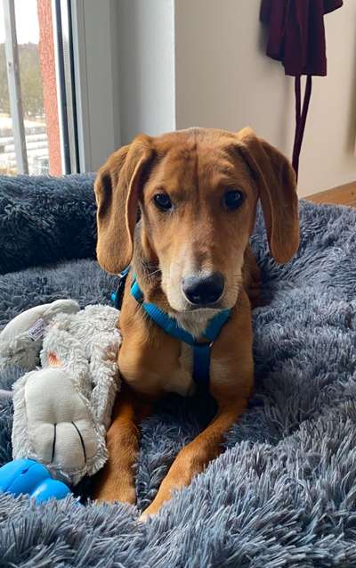 TierschutzhundeStammtisch🐕-Beitrag-Bild