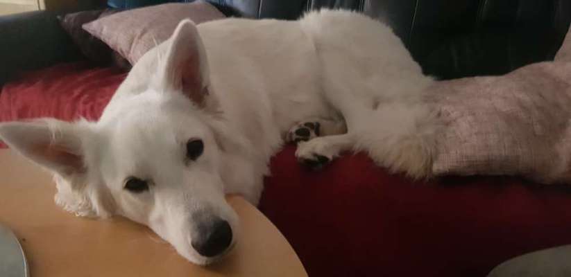 Zeigt mir die tollste Nahaufnahme von eurer Fellnase-Beitrag-Bild