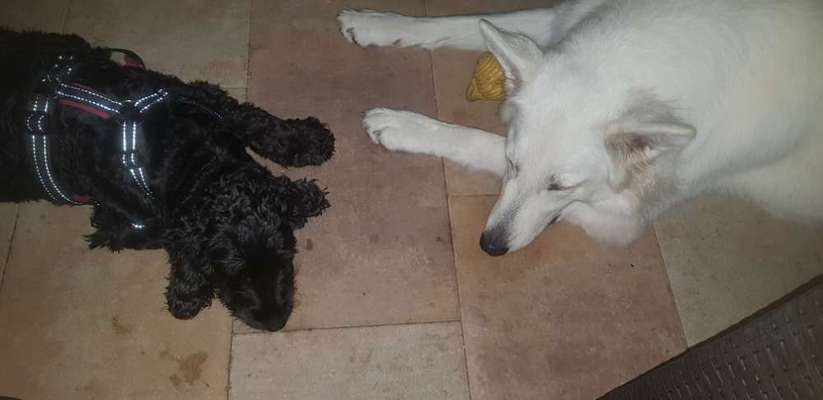 FOTOCHALLENGE 68: Dein Hund und sein bester Freund-Beitrag-Bild