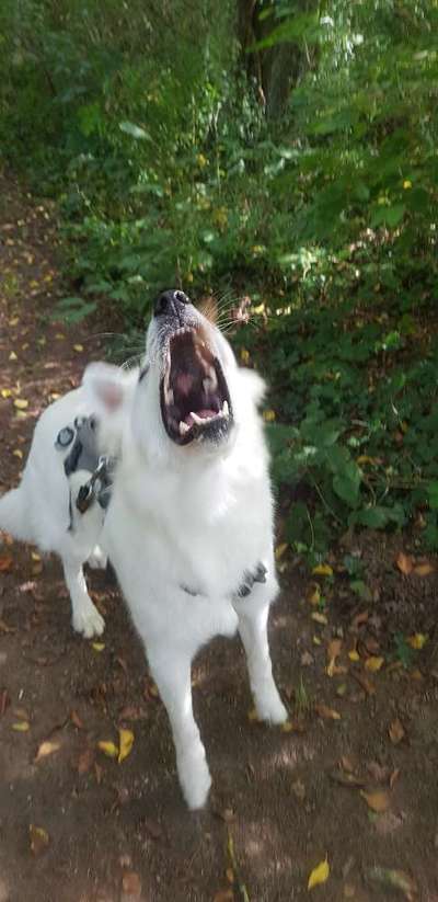 Zeige das lustigste Bild eures Hundis-Beitrag-Bild