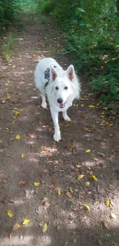 Weißer Schweizer Schäferhund-Beitrag-Bild