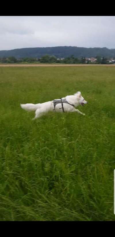 Fotochallenge 66 ~ Rennaction -Zeig deinen Hund im Lauf-Beitrag-Bild