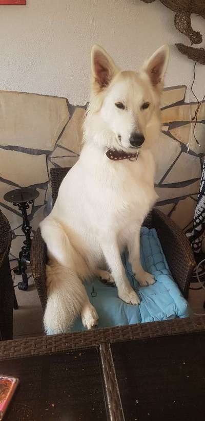 Dogorama Photo Challenge - Hundeblick zum hinschmelzen-Beitrag-Bild