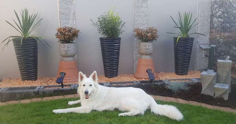 Schäferhund-Beitrag-Bild