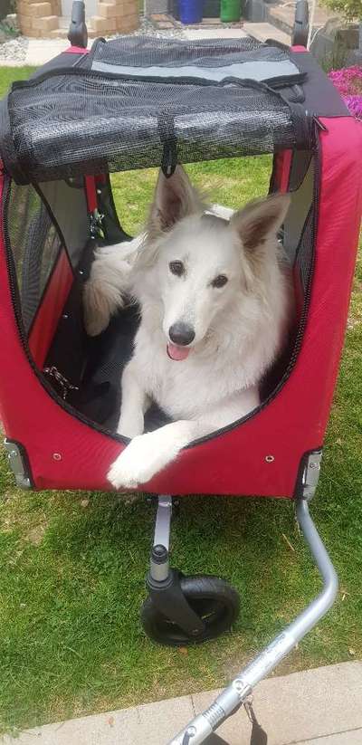 Postet das beste Foto von euren 4 beinern-Beitrag-Bild