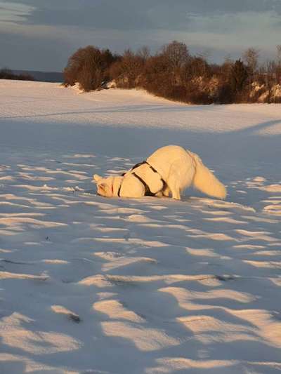 Fotochallenge 61 ~ Schnee-Beitrag-Bild