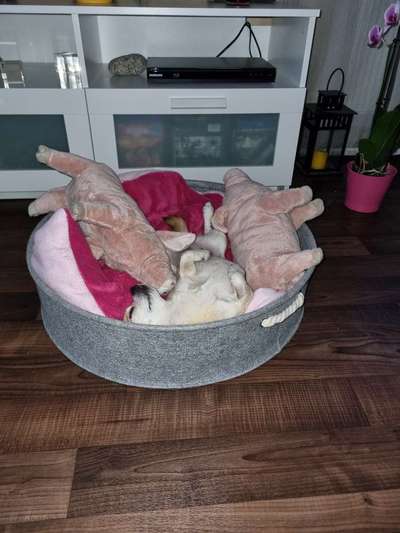 Verrückte Schlafpositionen-Beitrag-Bild