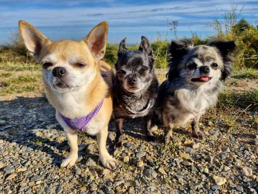 Wo sind die Chihuahua Besitzer ?-Beitrag-Bild