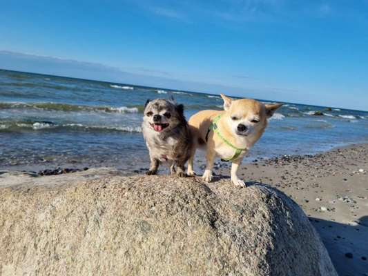 Dogorama Photo Challenge - Steine/Felsen-Beitrag-Bild