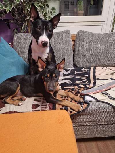 Miniatur Bull Terrier-Beitrag-Bild