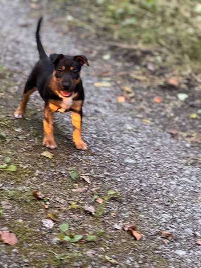 Miniatur Bull Terrier-Beitrag-Bild