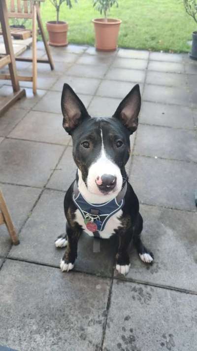 Miniatur Bull Terrier-Beitrag-Bild