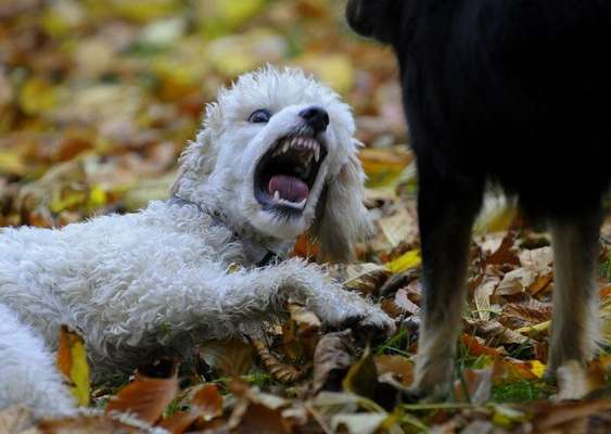 Giftköder-Verhaltenstherapie für Hunde-Bild