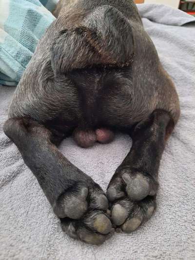 Zeigt eure verrücktesten Hundebilder-Beitrag-Bild