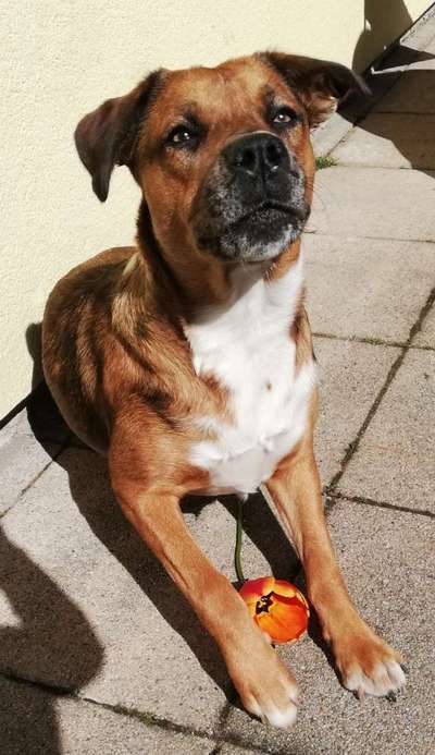 Boxer ???-Beitrag-Bild