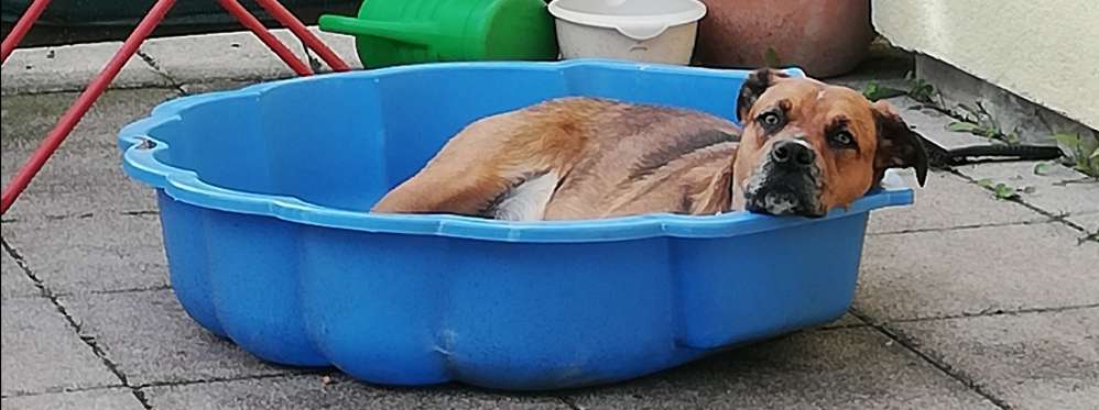 Boxer ???-Beitrag-Bild