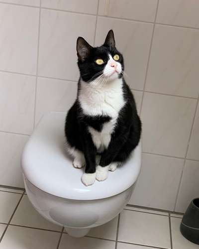 Wie heißt dein Hund?-Beitrag-Bild