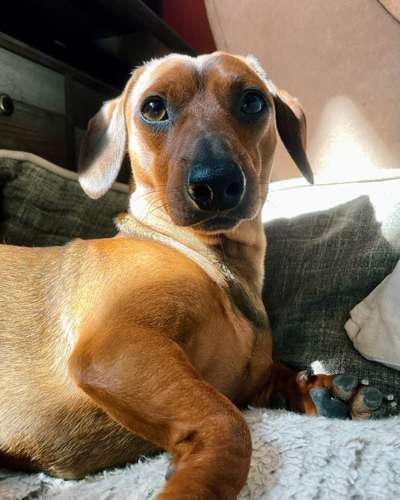 Wie heißt dein Hund?-Beitrag-Bild