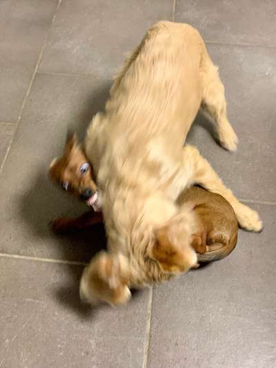 Hunde in Action-Beitrag-Bild