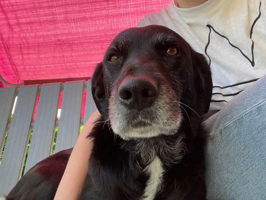 Wie heißt dein Hund?-Beitrag-Bild