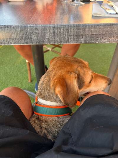 🎆🚫 Silvesterverbot in den Niederlanden! Was denkst du darüber?-Beitrag-Bild