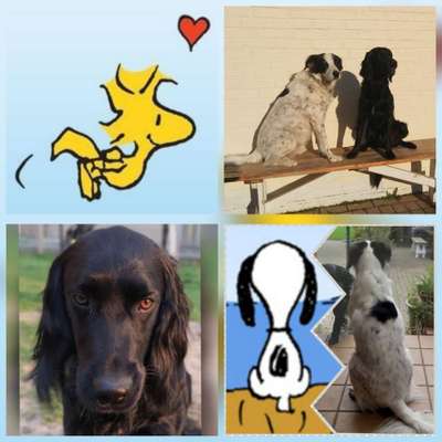 Wie heißt dein Hund?-Beitrag-Bild