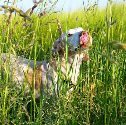 Die Dogorama Monats Challenge "Es grünt und blüht"-Beitrag-Bild