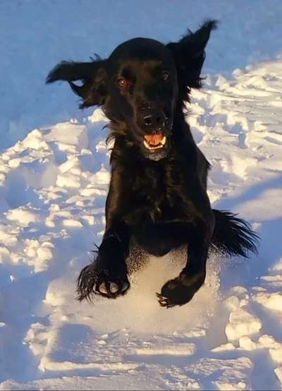 Die Dogorama Kalender Challenge Teil 2/4-Beitrag-Bild