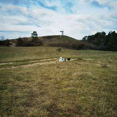 Hundeauslaufgebiet-Weinberg-Bild