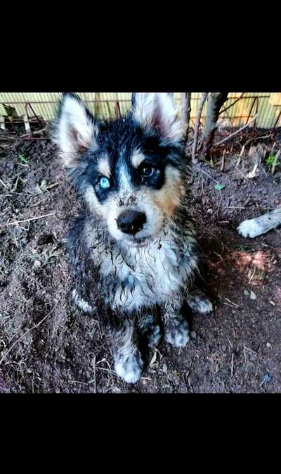 Welpen Bilder !-Beitrag-Bild