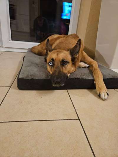 ✨ Hunde auf Weihnachtsmärkten – ja oder nein? ✨-Beitrag-Bild