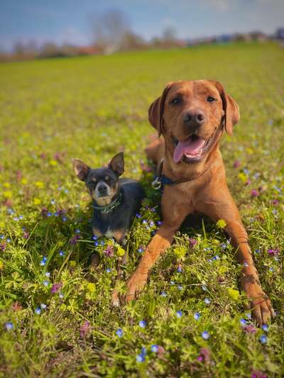 Hundetreffen-Spielkameraden gesucht :-)-Bild