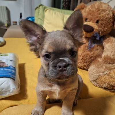 Hundetreffen-Welpen oder Kleinhund-Bild