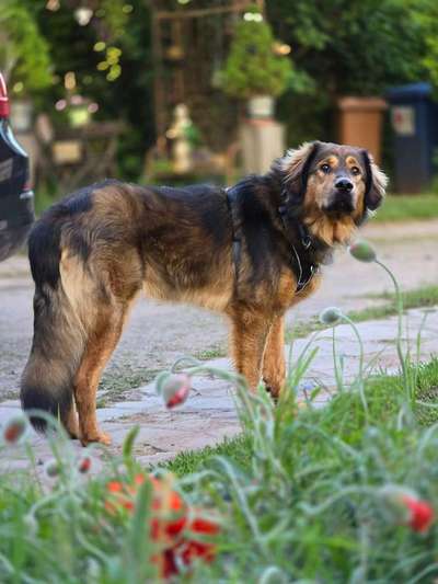 Herdenschutzhunde-Beitrag-Bild