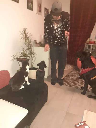 Katzenjäger-Beitrag-Bild