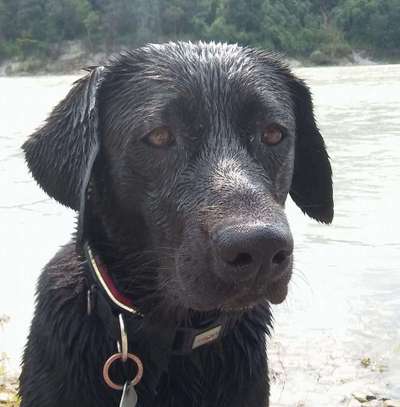 Labradorfans-Beitrag-Bild