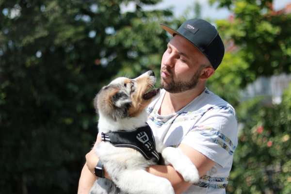 Hundetreffen-Gassirunde in Sandhausen-Bild