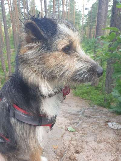 Dein Hund im Dogorama-Kalender 2021-Beitrag-Bild