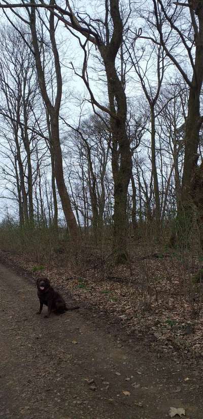 Hundetreffen-Treffen für gemeinsame Runden-Bild